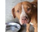 Adopt Bethany a Pit Bull Terrier, Mixed Breed