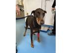 Adopt RUBY* a Doberman Pinscher