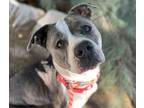 Adopt FAWNA* a Pit Bull Terrier, Mixed Breed