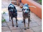 Adopt Liz and Burton a Dalmatian