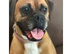 Adopt Travi a Boxer