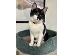 Adopt Pearl a Domestic Short Hair