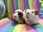 Adopt Lucy Van Pelt (Bonded to Goosey Lucy) a Guinea Pig