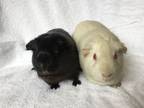 Adopt Sookie Bear ( Bonded to Sassy Pants) a Guinea Pig