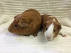 Adopt Cheeto ( living with Cupcake) a Guinea Pig