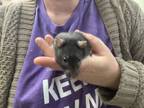 Adopt Jenn Momma Round 1 (Jenn Baby Girl Round 2 Four, Three, Felicita) a Rat