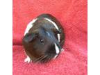 Adopt Starfire a Guinea Pig