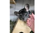 Adopt Stephy a Chinchilla