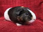 Adopt Aubry ( Bonded to Shelly Ann) a Guinea Pig