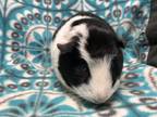 Adopt Dottie Dolly a Guinea Pig