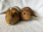 Adopt Lapina( bonded to Laguna) a Guinea Pig