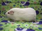 Adopt Sassy Pants ( Bonded to Sookie Bear) a Guinea Pig
