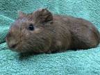 Adopt Champagnee a Guinea Pig