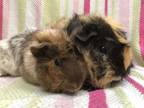 Adopt Tilly (bonded to Nougat) a Guinea Pig