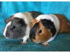 Adopt Jazamine ( Bonded to Ruth) a Guinea Pig