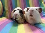 Adopt Goosey Lucy (Bonded to Lucy Van Pelt) a Guinea Pig