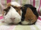 Adopt Marie Curie( Bonded to Ada Lovelace) a Guinea Pig