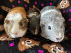 Adopt Gueseppina a Guinea Pig