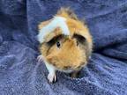 Adopt Picante (bonded to Valentina) a Guinea Pig