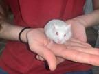 Adopt Zentara Baby Girl One a Hamster