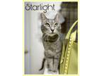 Adopt Starlight, Willow Grove, PA (FCID# 10/31/23-106) a Tabby
