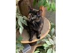 Adopt Lizzie a Tortoiseshell