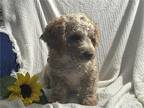 Cavapoo Puppies!