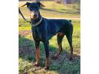 Adopt Jessie a Doberman Pinscher