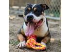 Adopt Daisy 7417 a Mixed Breed