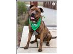 Adopt Shayleen a Rottweiler, Pit Bull Terrier