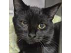 Adopt Draculara a Domestic Short Hair