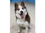 Adopt Summer a Siberian Husky, Mixed Breed