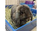 Adopt Clover a Holland Lop