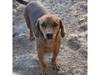 Adopt 6663 Sable a Dachshund, Beagle