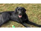 Adopt Habanero a Labrador Retriever, Hound