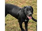 Adopt Jalapeno a Labrador Retriever, Hound