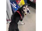 Adopt MABEL a Beagle