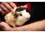 Adopt Luna (fostered in Omaha) a Guinea Pig