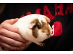 Adopt Stella (fostered in Omaha) a Guinea Pig