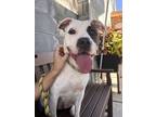 Adopt Dory a Pit Bull Terrier
