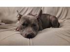 Adopt Halo a Pit Bull Terrier