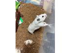 Adopt Rosie a Hamster