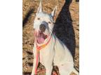Adopt MIRA a Pit Bull Terrier, Mixed Breed