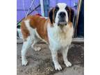 Adopt Lulu a Saint Bernard