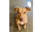 Adopt Billie - Mom a Italian Greyhound, Xoloitzcuintli / Mexican Hairless