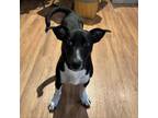 Adopt Gidget a Dachshund, Border Collie