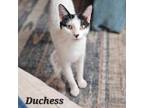 Adopt Duchess a Domestic Short Hair