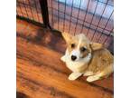 AKC Welsh Corgi