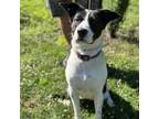 Adopt Diva a Border Collie