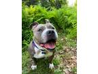 Adopt Minnie a Pit Bull Terrier, Mixed Breed